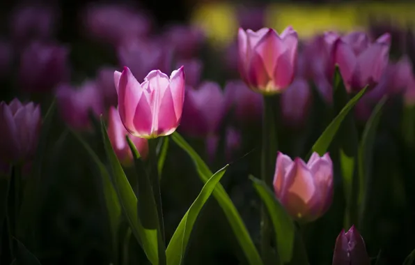 Flowers, spring, tulips, pink, flowerbed