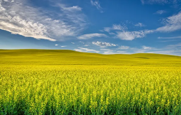 Picture field, hills, flowering, rape