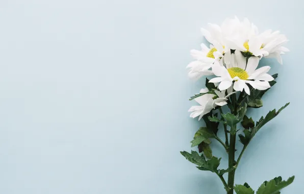 Picture flowers, branches, background, chrysanthemum, decor