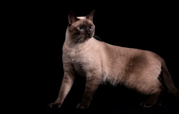 Cat, cat, look, pose, black background, face, Siamese