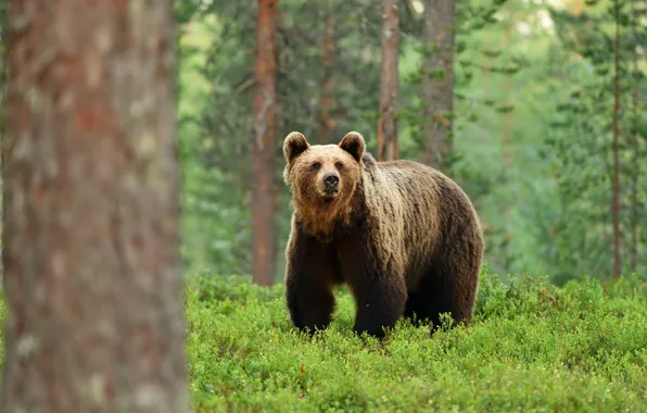 Greens, forest, summer, grass, look, trees, nature, bear