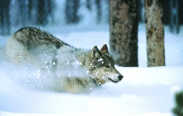 Nature, predator, animal, wolf, wildlife, portrait, portrait., Canis lupus. face