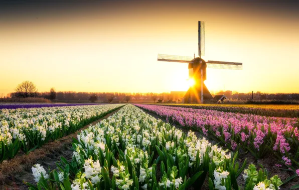 Rays, sunset, flowers, Netherlands, plantation, hyacinths, windmill
