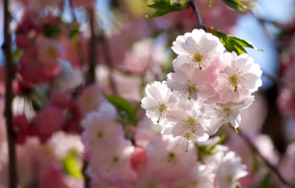 Light, flowers, branches, spring, pink, white, flowering, almonds