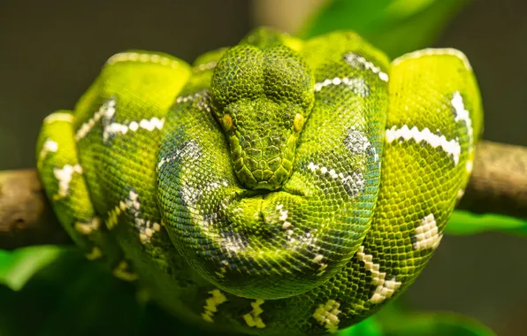 Picture snake, green, boa