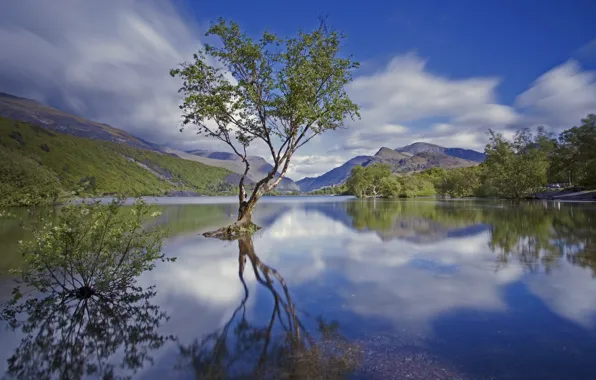 Picture mountains, lake, tree, England, national Park, Snowdonia, North Wales