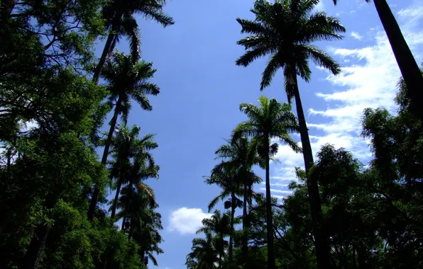 Picture summer, the sky, palm trees