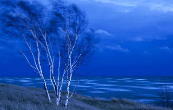 Picture sea, the sky, trees, clouds, the wind, the evening, birch