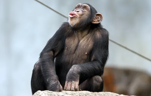 Picture nature, monkey, the primacy of, pygmy chimpanzee