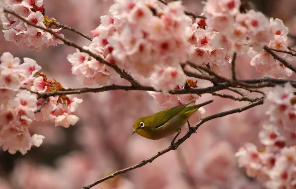 Summer, branches, nature, bird, flowering, Japanese, white eye