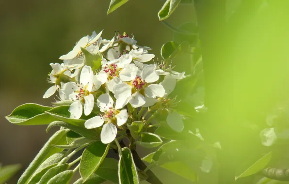 Flowers, spring, flowering, pear