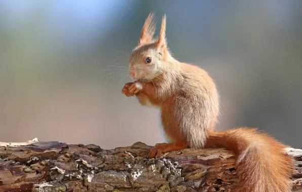 Background, protein, red