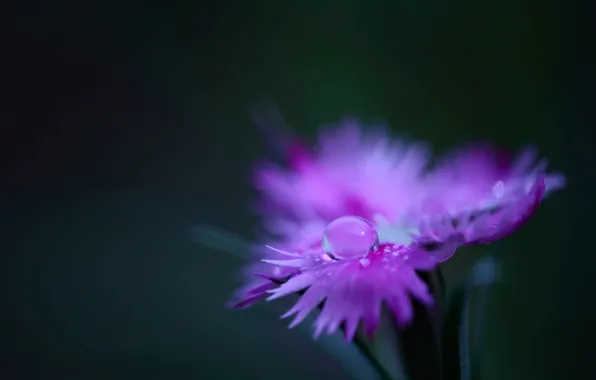 Flower, water, macro, Rosa, pink, plant, color, drop