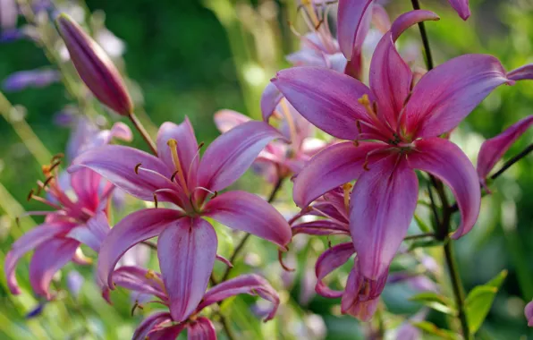 Summer, flowers, nature, Lily, beauty, plants, stamens, pistils