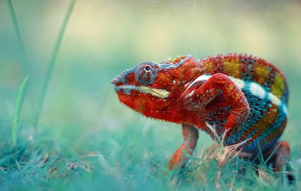 Grass, look, strips, red, chameleon, background, spot, bokeh