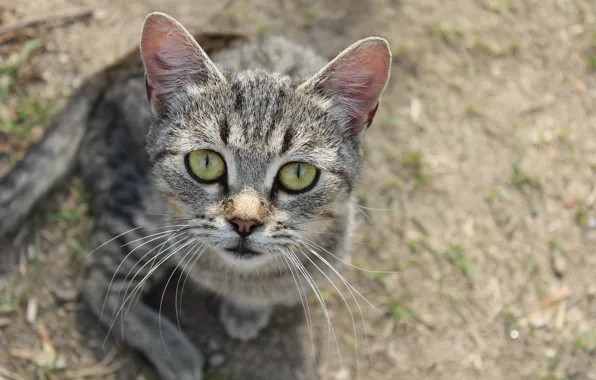 Picture cat, animal