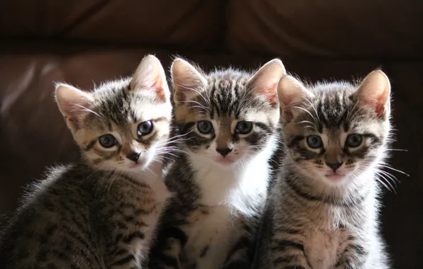 Kittens, three, sitting, look