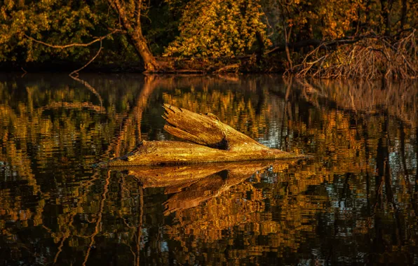 Autumn, forest, trees, lake, pond, reflection, snag