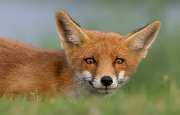 Picture grass, look, face, nature, pose, portrait, Fox, red