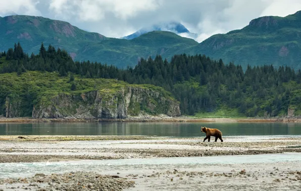 Forest, mountains, bear, walk