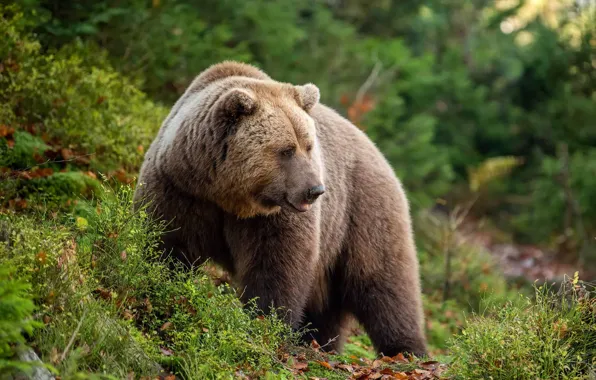 Grass, nature, slope, bear