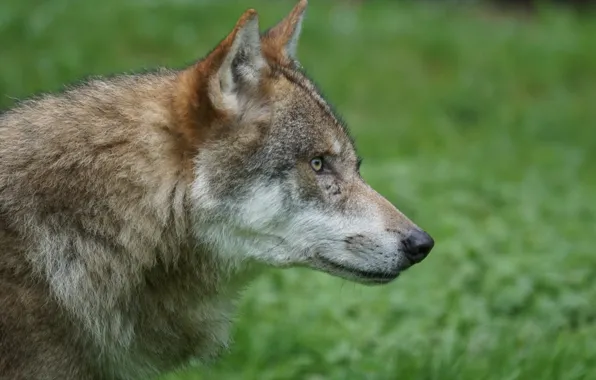 Picture nature, predator, animal, wolf, wildlife, portrait, portrait., Canis lupus. face