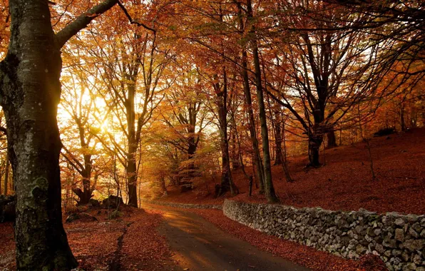 Falling leaves, autumn trees, asphalt road