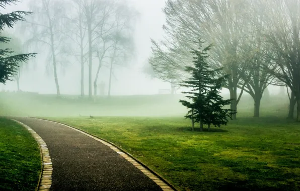 Picture greens, grass, leaves, trees, nature, green, fog, background