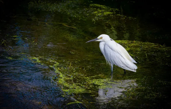Water, lake, pond, bird, swamp, white, pond, Heron