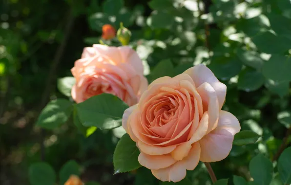 Leaves, macro, roses, buds