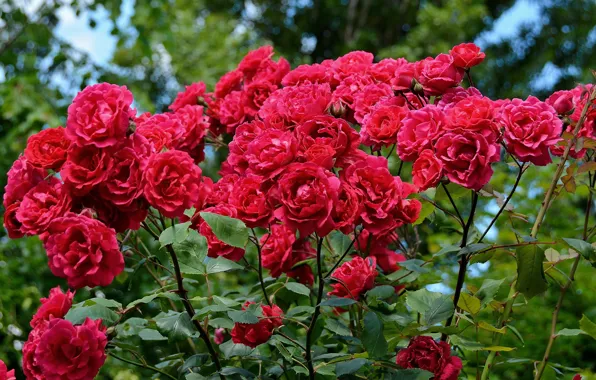 Bush, Red, Roses, Red roses, Red roses