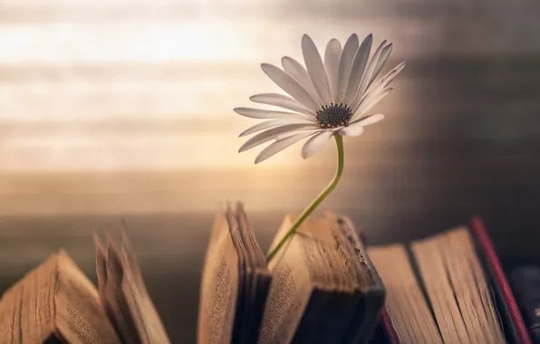Picture flower, background, books