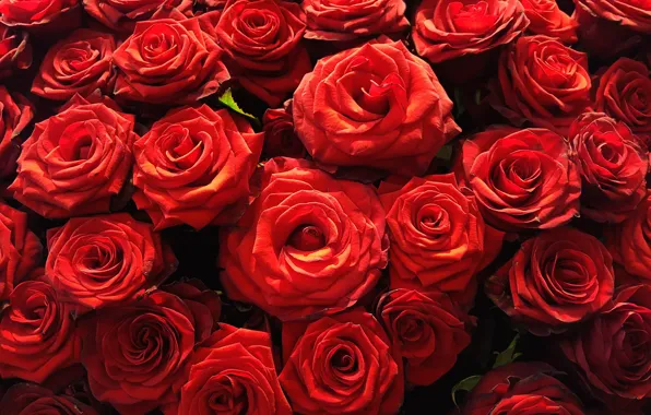 Picture flowers, red, bright, roses, petals, buds, al, a lot