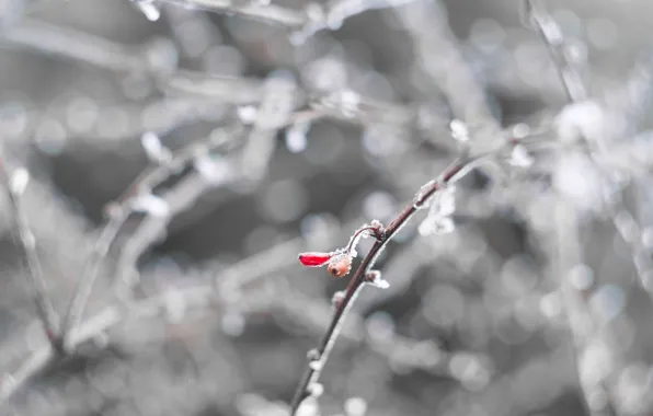 Cold, winter, frost, white, macro, snow, red, berries