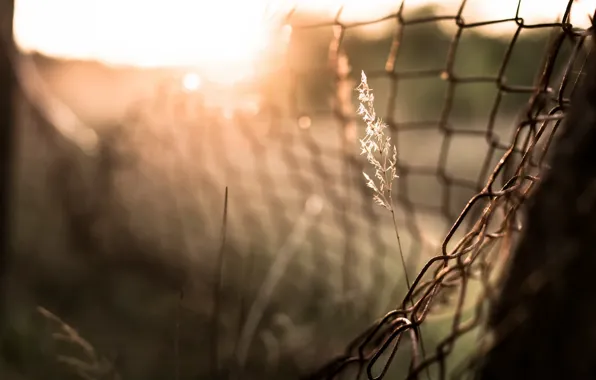 Picture light, grass, the fence