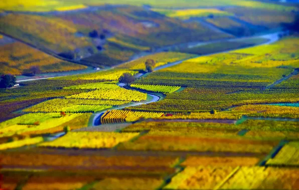 Aerial view, Grape fields, Bird's-eye view, Alsace vineyards Grape fields, Alsace Vineyards, Alsace vineyards, Grape …