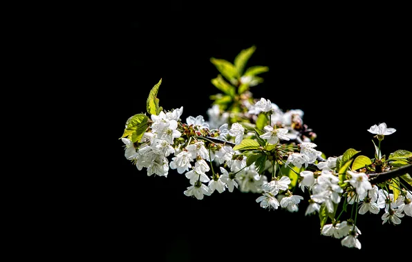 Picture flowers, cherry, background, black, branch, white