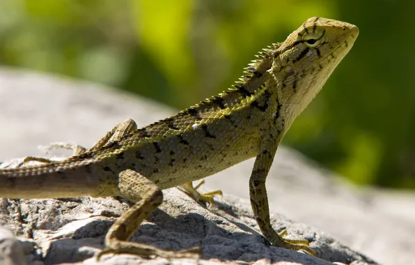 Green, stones, scales, lizard, reptile