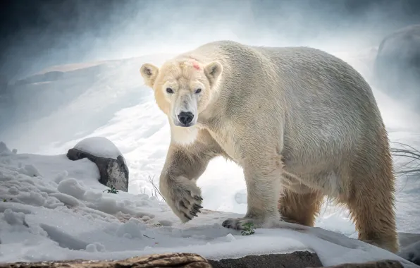 Picture snow, predator, polar bear