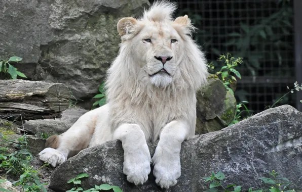 Cat, stone, white lion