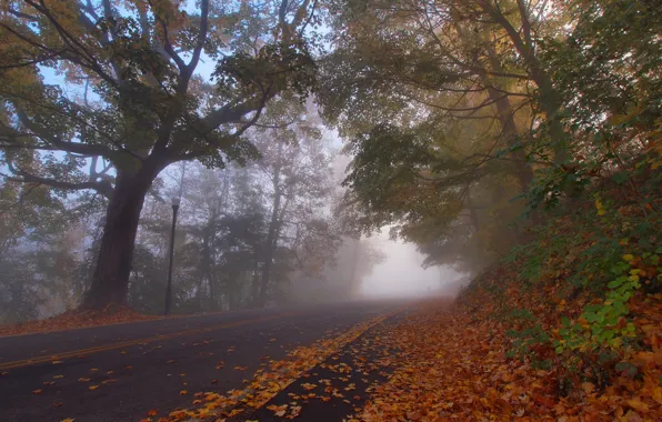 Road, autumn, leaves, trees, Kentucky, Kentucky, Park Virgin, Covington