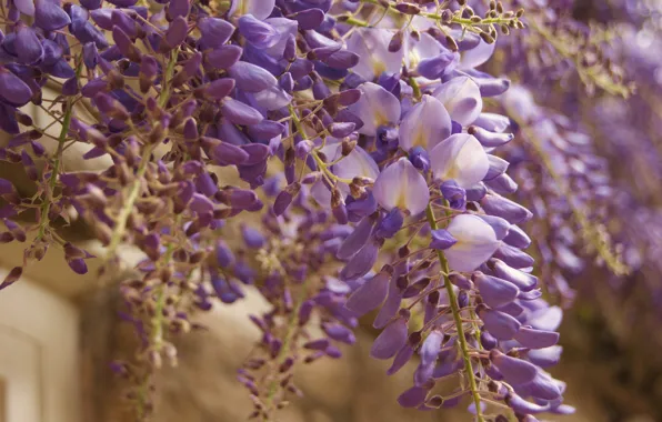 Picture flowers, bunch, lilac, Wisteria