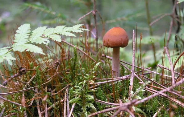 Forest, summer, mushroom, nature macro
