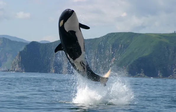 Sea, mountains, photo, jump, Kamchatka, orca
