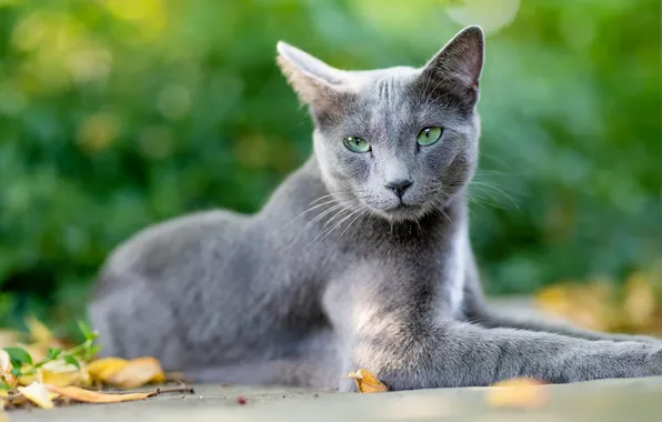 Autumn, cat, cat, look, leaves, pose, grey, face