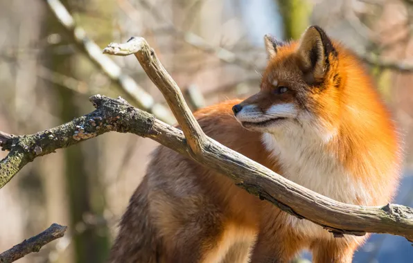Picture forest, look, trees, branches, nature, background, Fox, profile