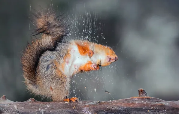 Picture drops, squirt, Board, wet, protein