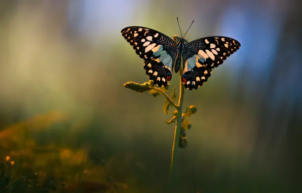 Picture summer, macro, background, butterfly, glade, plant, Wallpaper from lolita777
