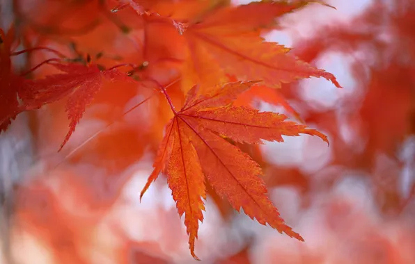 Autumn, leaves, maple, the crimson