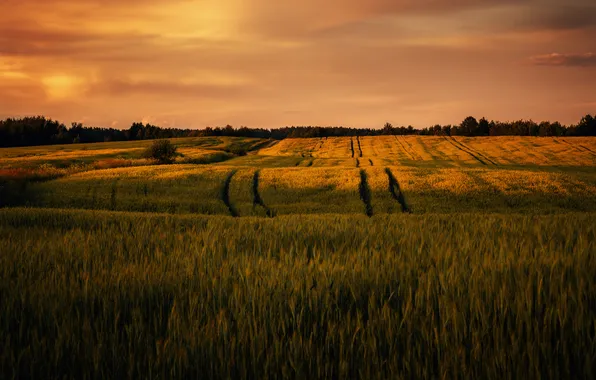 Field, the sky, beauty, the evening, space, Pavel Tsimashenka